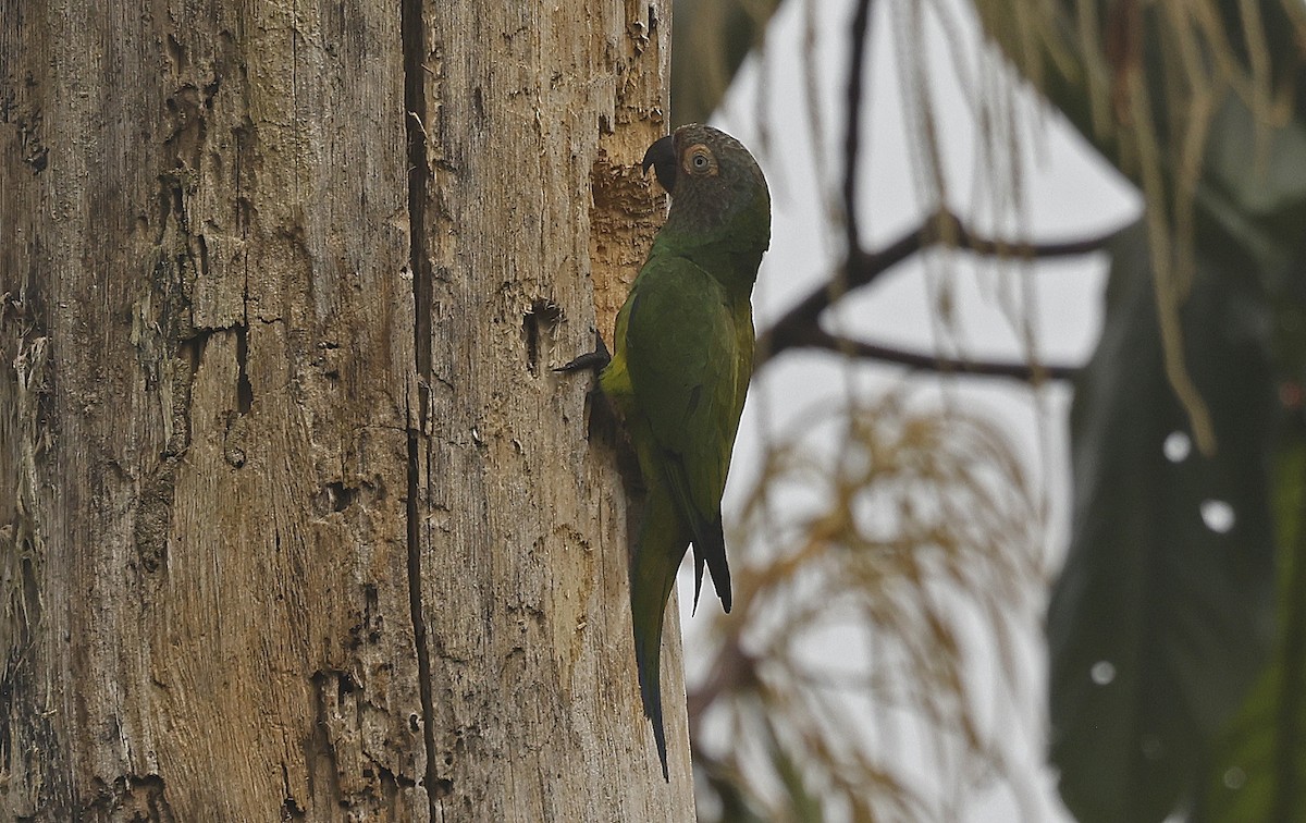 Dusky-headed Parakeet - ML623725472