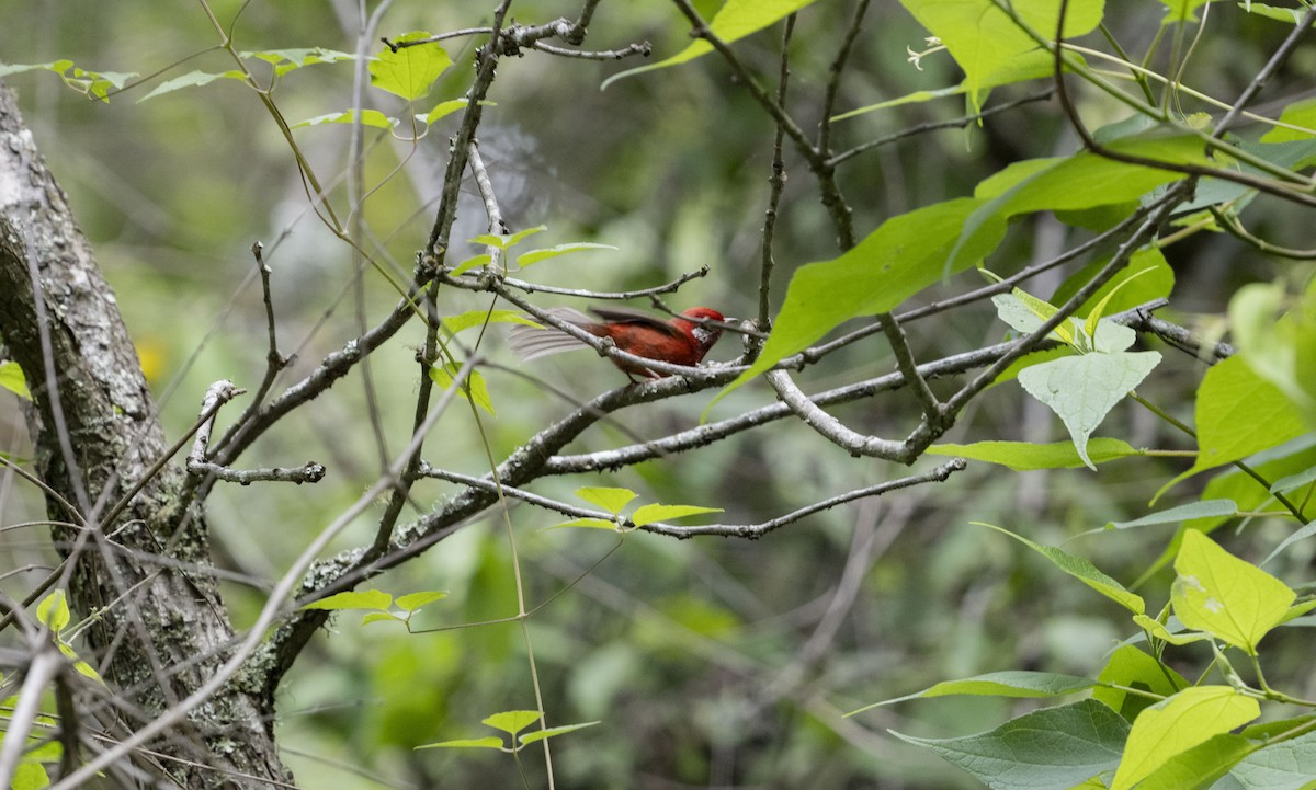 Red Warbler (White-cheeked) - ML623725480