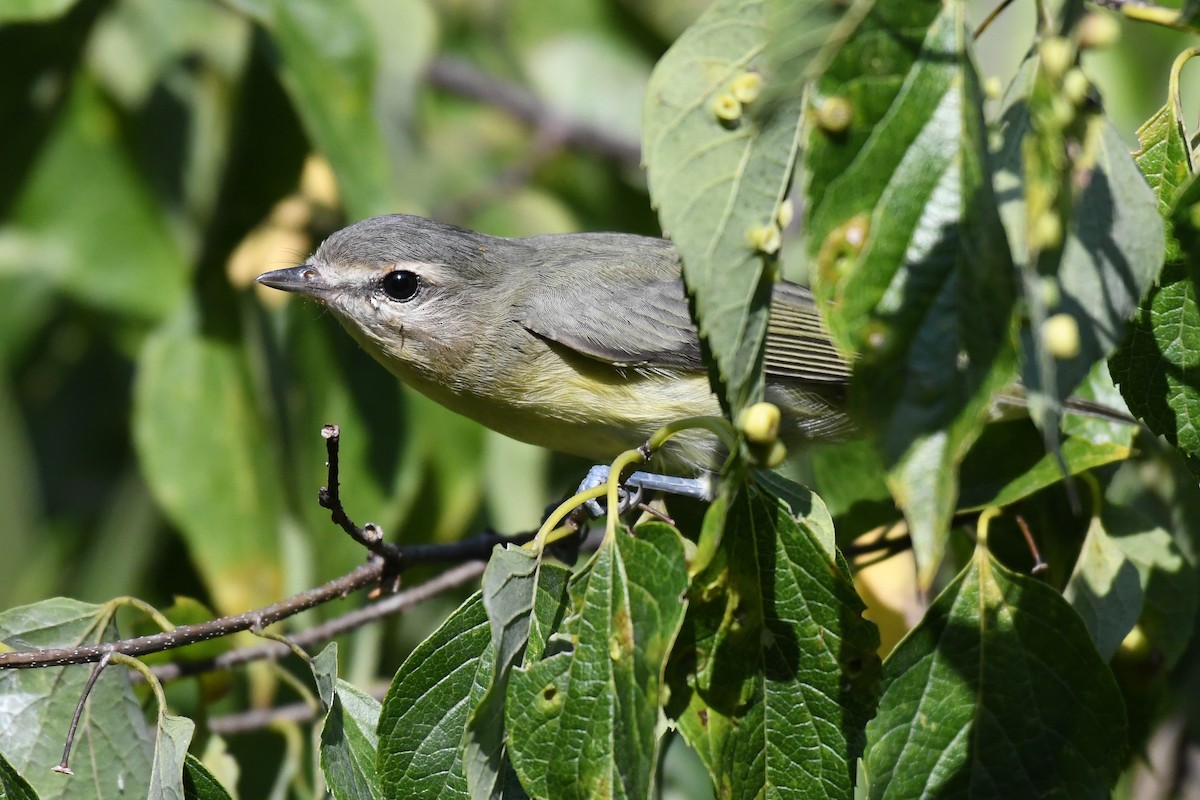 Philadelphia Vireo - ML623725494