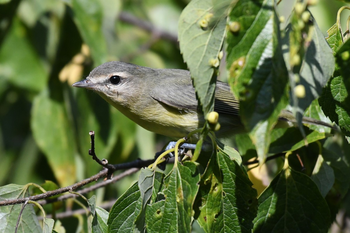 Philadelphia Vireo - ML623725495
