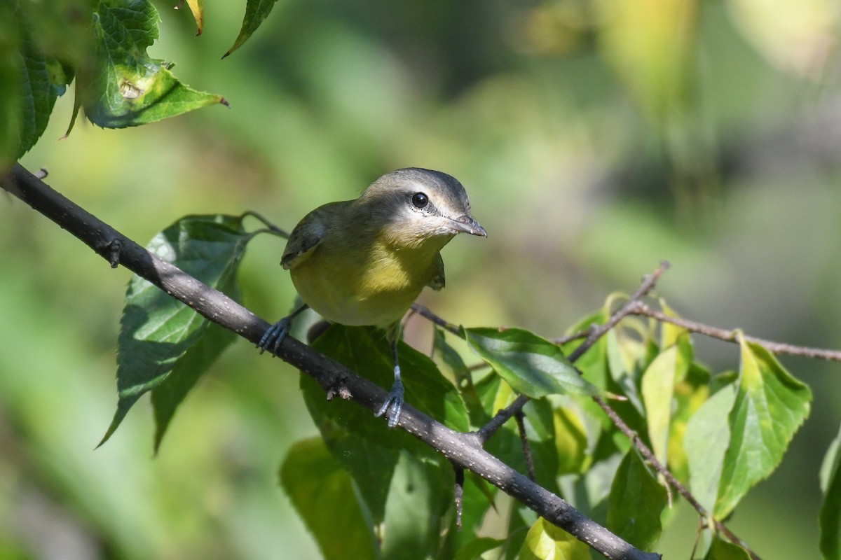 Philadelphia Vireo - ML623725496