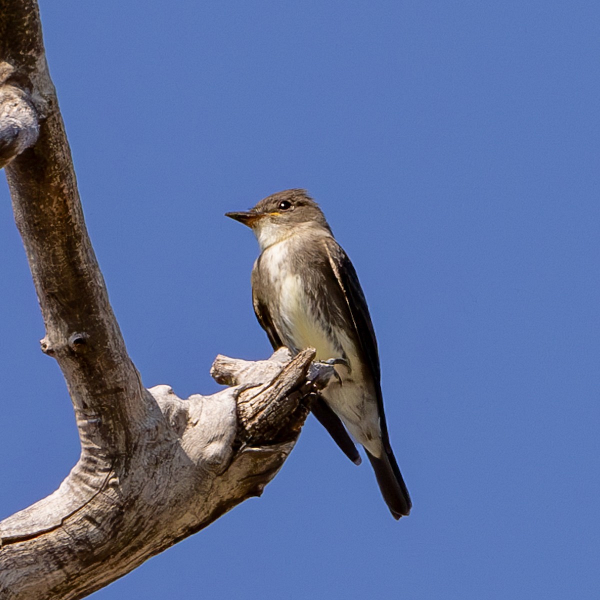 Olive-sided Flycatcher - ML623725509