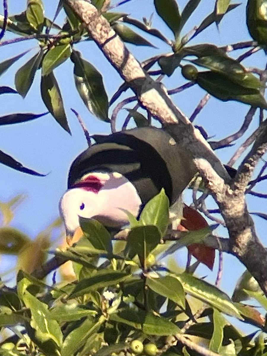 Red-naped Fruit-Dove - ML623725514