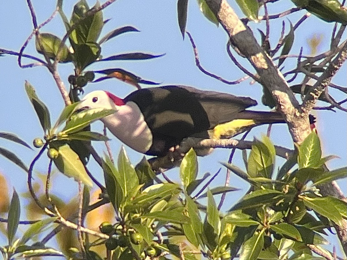 Red-naped Fruit-Dove - ML623725515