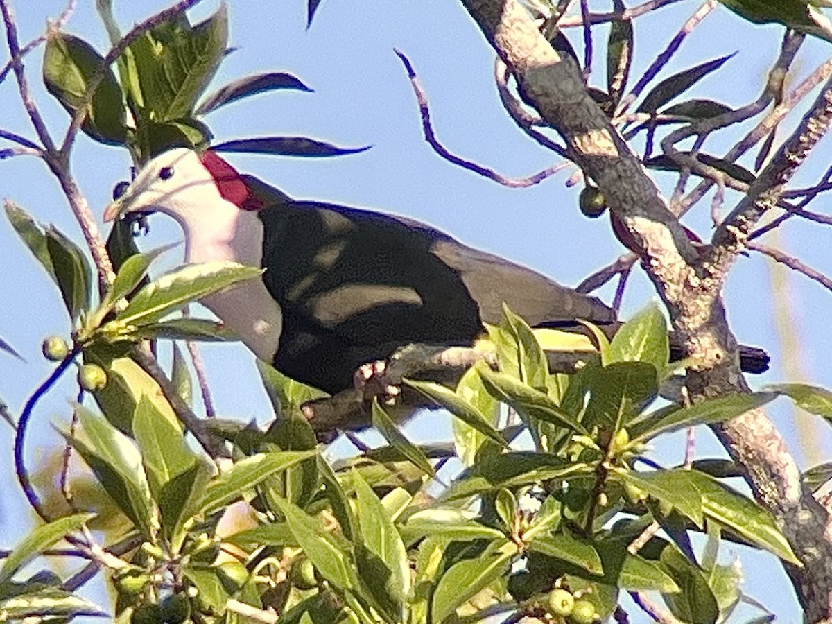 Red-naped Fruit-Dove - ML623725516