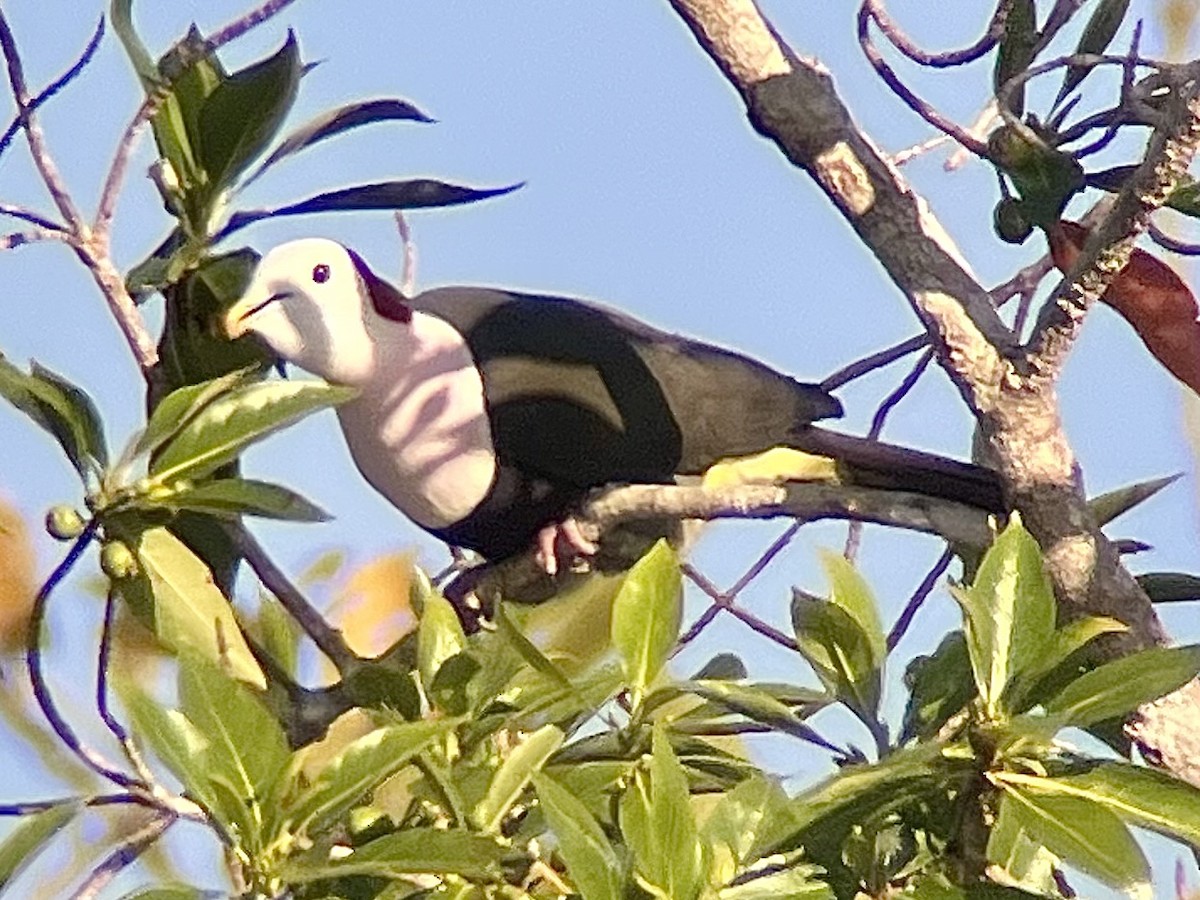 Red-naped Fruit-Dove - ML623725517