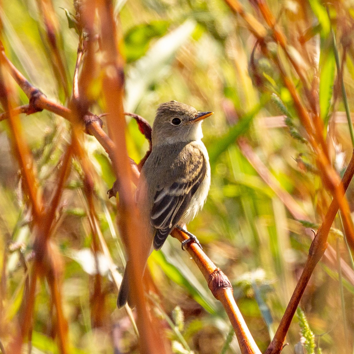 Willow Flycatcher - ML623725522