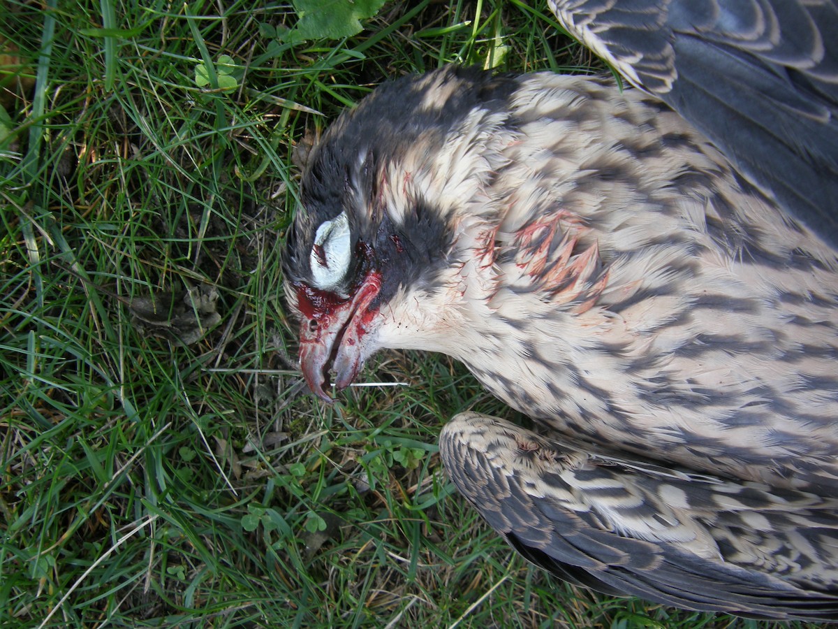 Peregrine Falcon - ML623725534