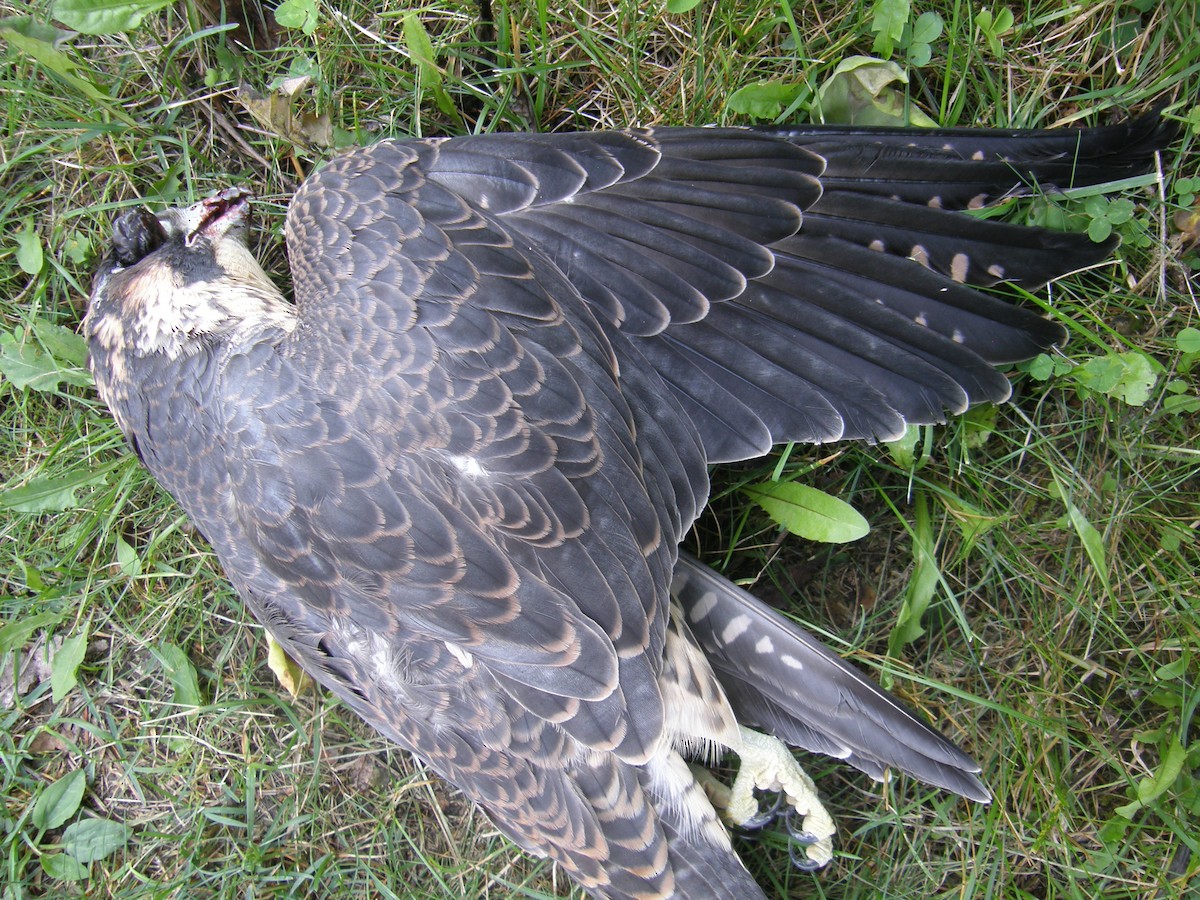Peregrine Falcon - ML623725557