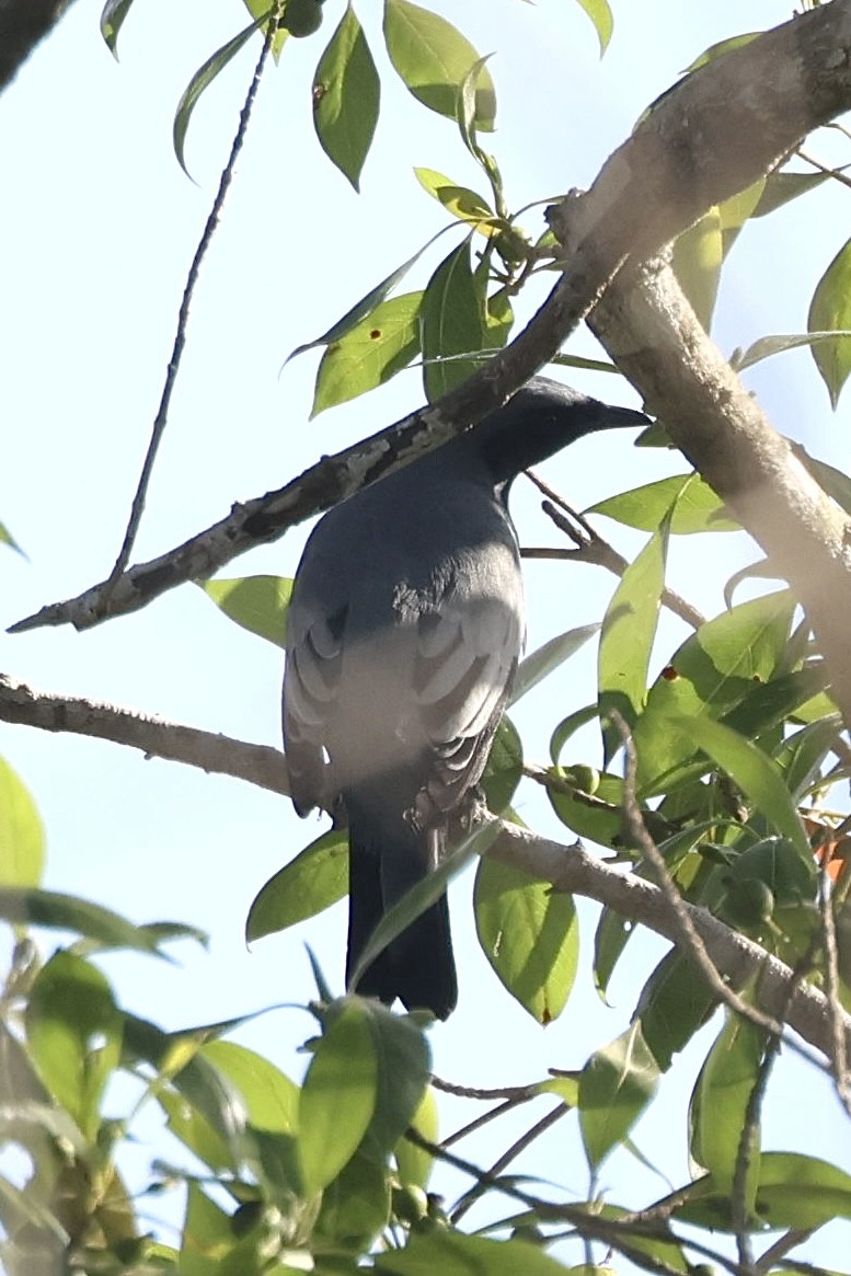 Pale-shouldered Cicadabird - ML623725643