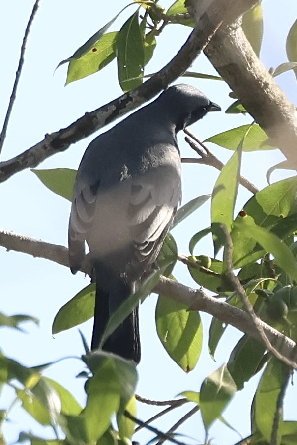 Pale-shouldered Cicadabird - ML623725644