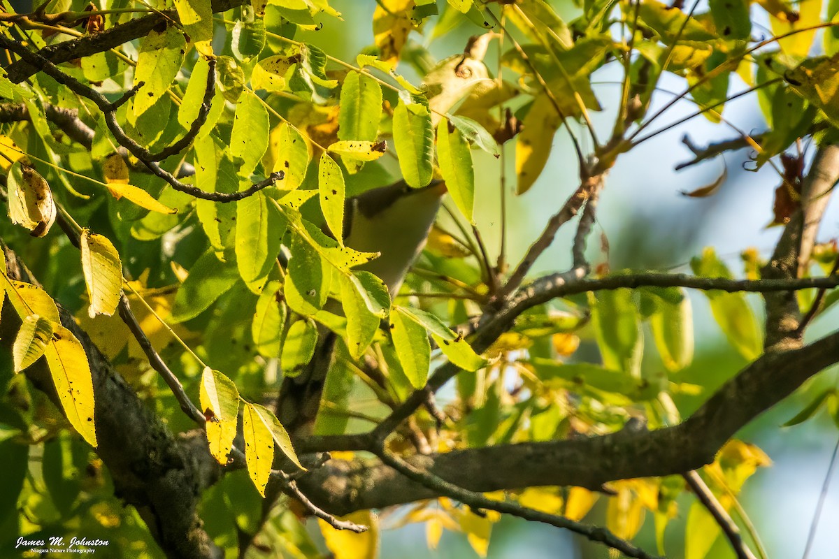 Yellow-billed Cuckoo - ML623725698