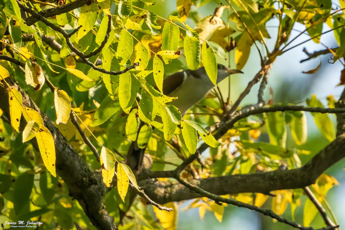 Yellow-billed Cuckoo - ML623725700