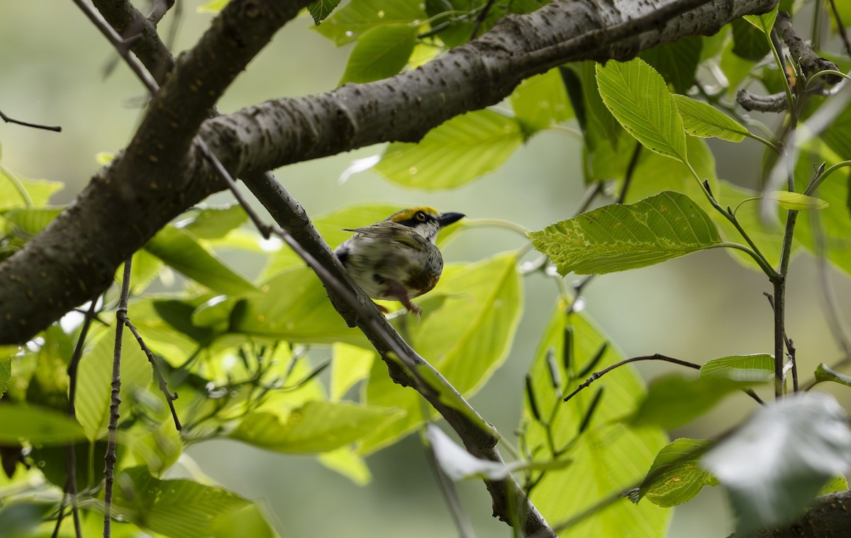 Chestnut-sided Shrike-Vireo - ML623725704