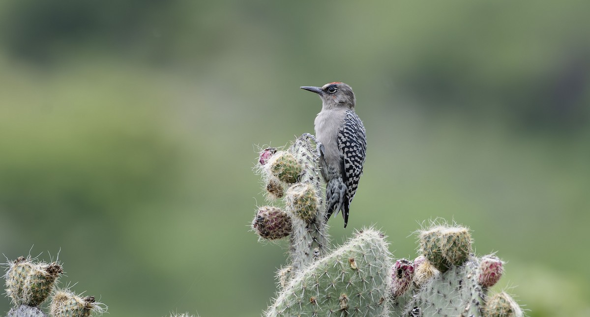 Carpintero Pechigrís - ML623725820