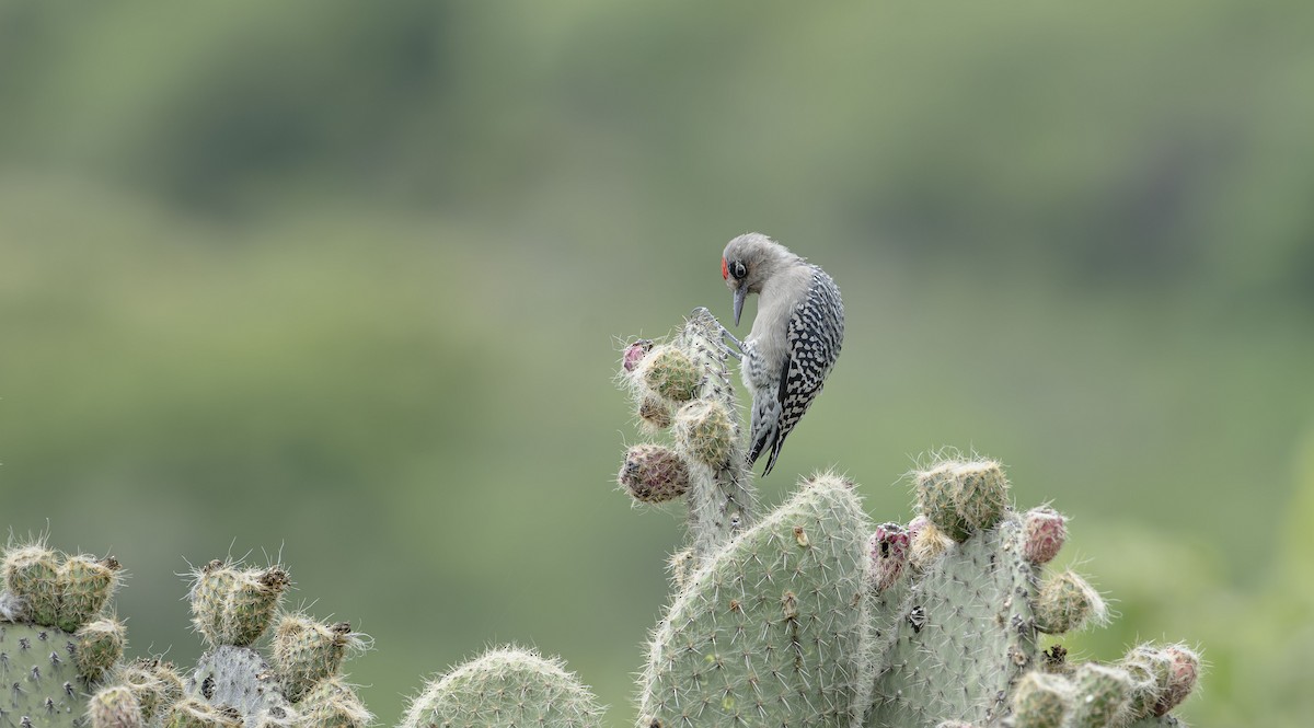 Carpintero Pechigrís - ML623725858