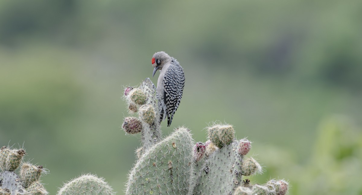 Carpintero Pechigrís - ML623725862