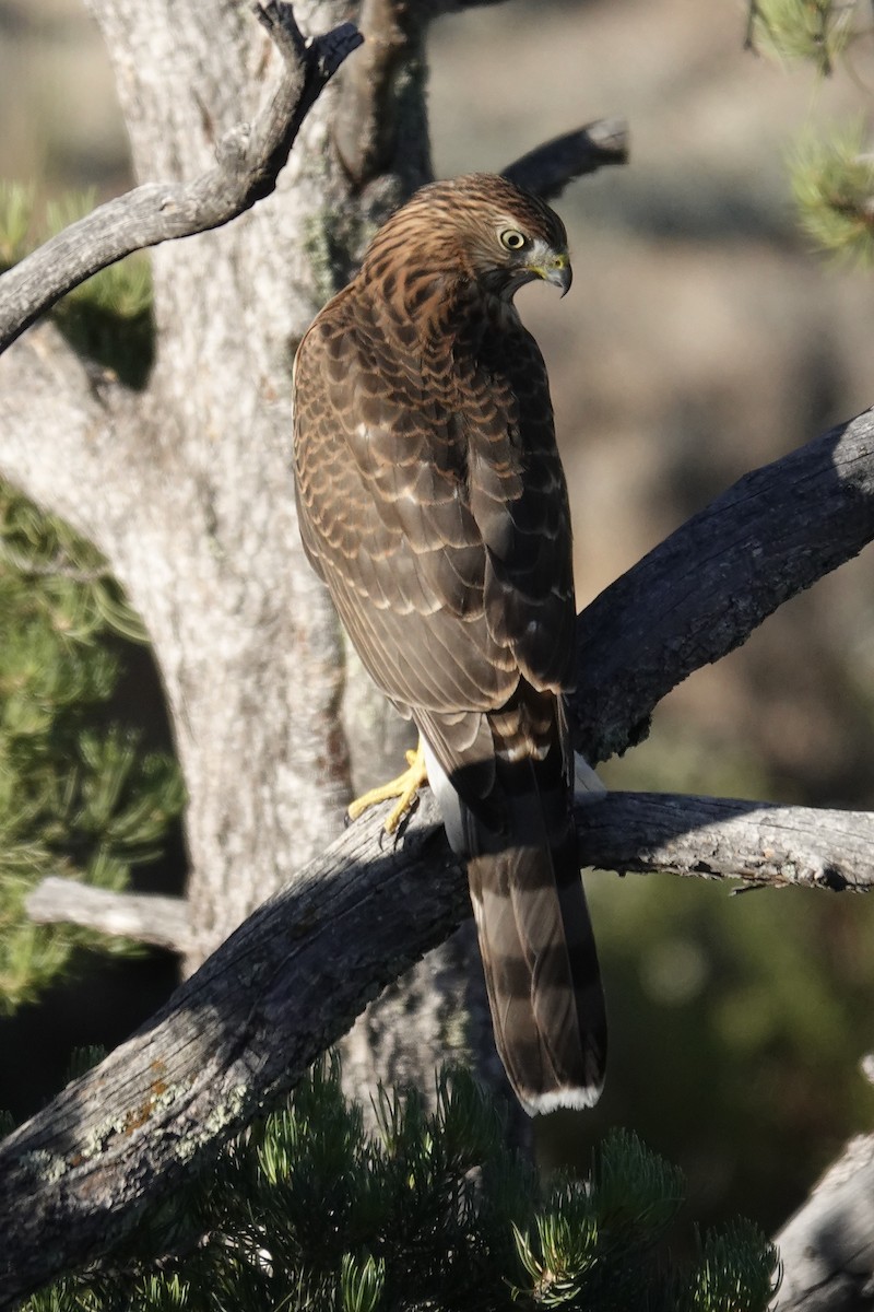 Cooper's Hawk - Walt Anderson