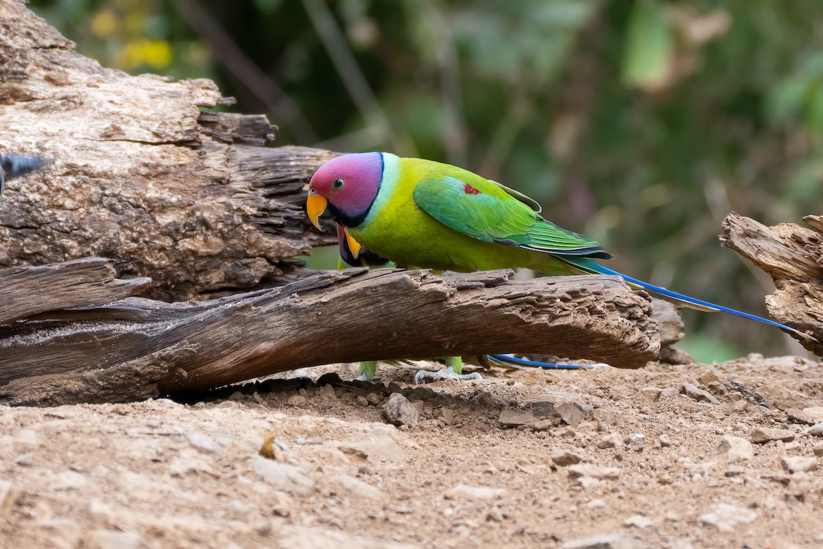 Plum-headed Parakeet - ML623725870