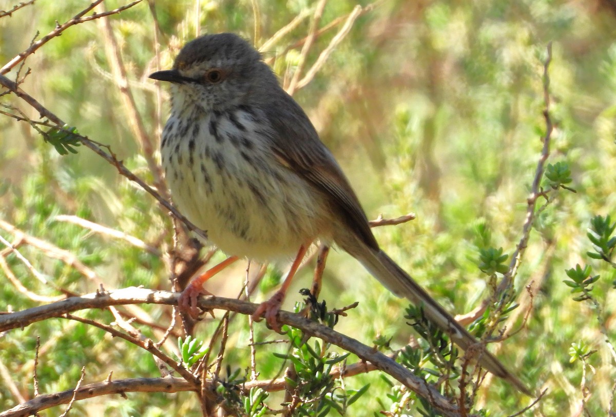 Karoo Prinia - ML623725899