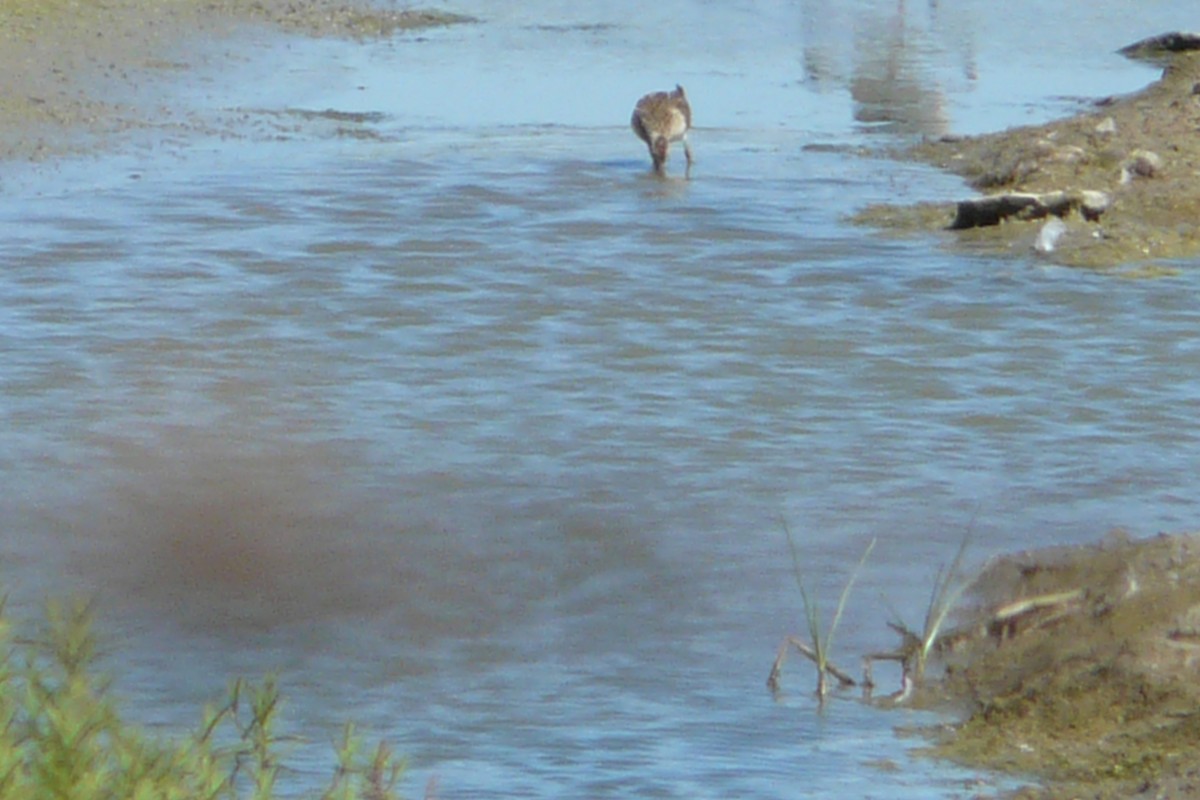 Pectoral Sandpiper - ML623725911