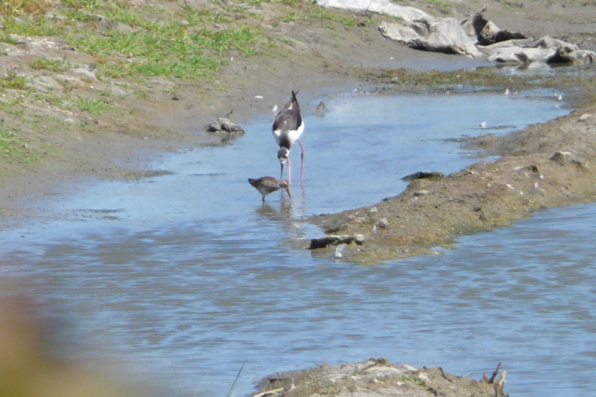 Pectoral Sandpiper - ML623725912