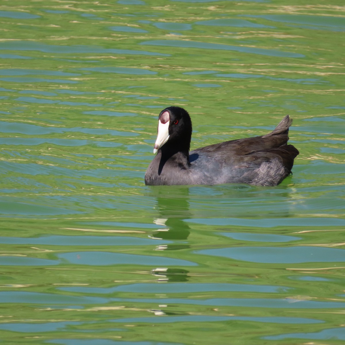 American Coot (Red-shielded) - ML623726045