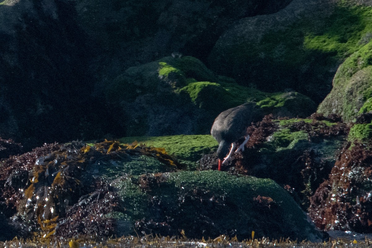 Black Oystercatcher - ML623726052