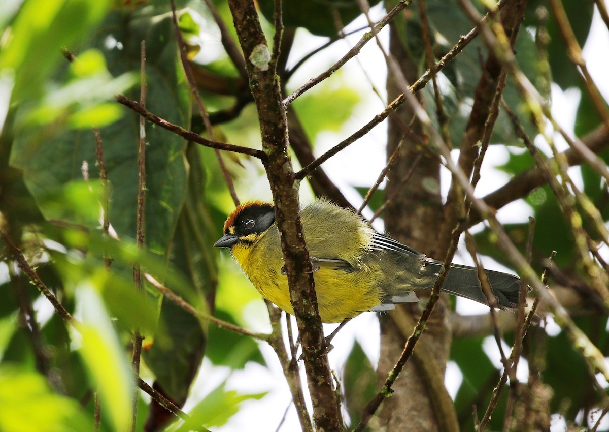 Bolivian Brushfinch - ML623726088
