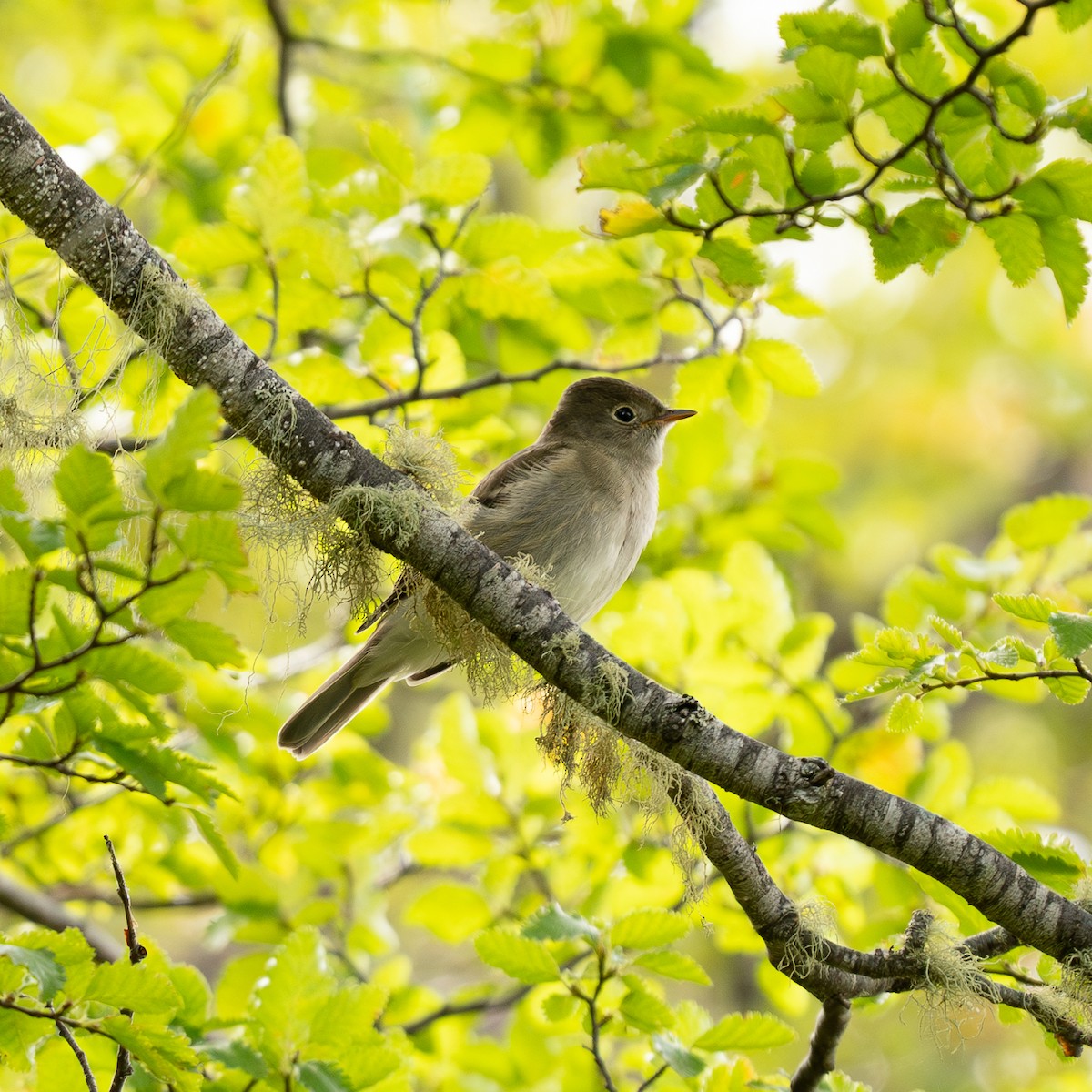 White-crested Elaenia - ML623726150