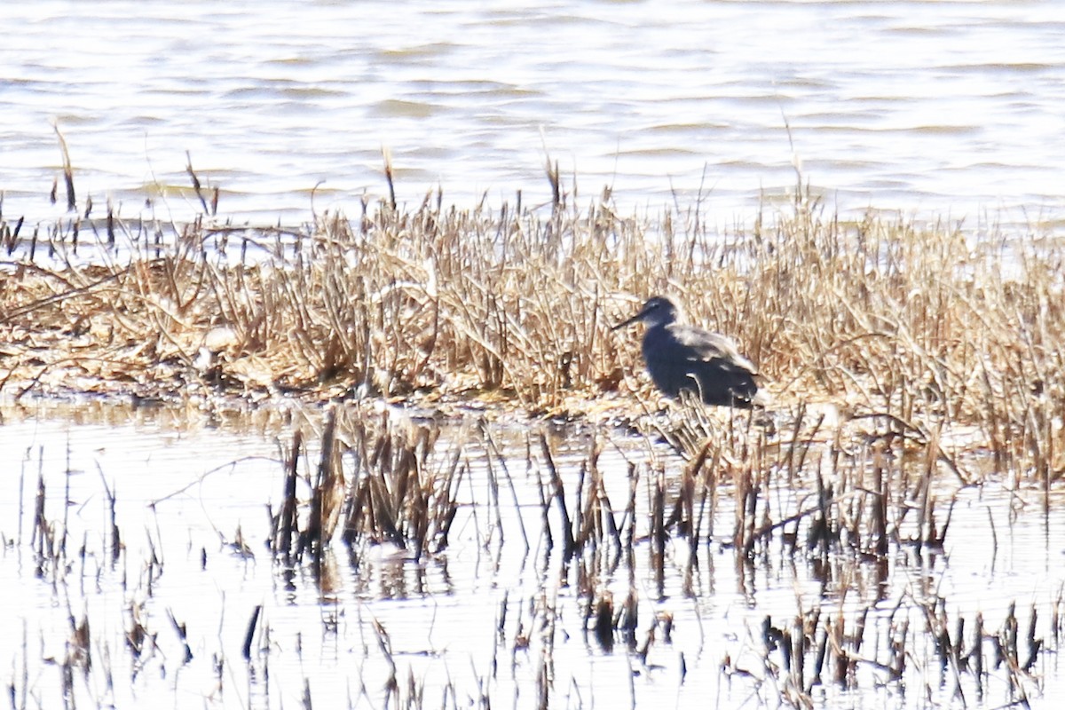 Wandering Tattler - ML623726170