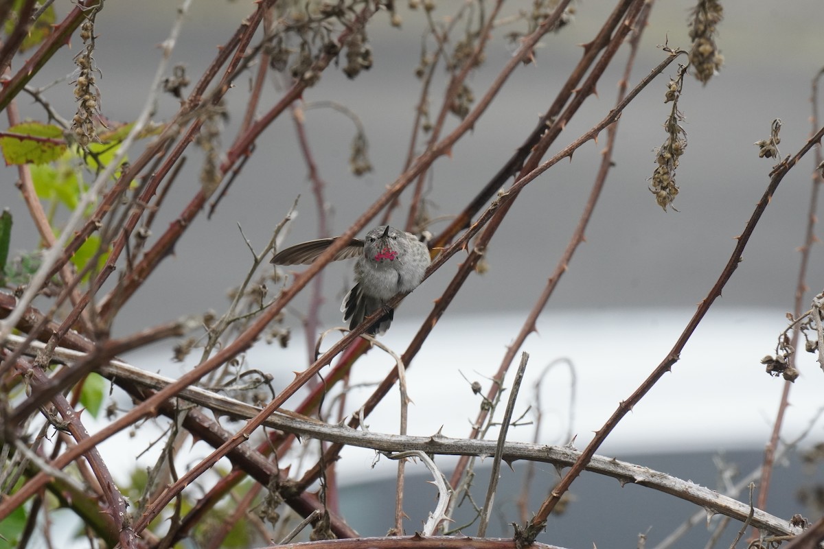 Anna's Hummingbird - ML623726211