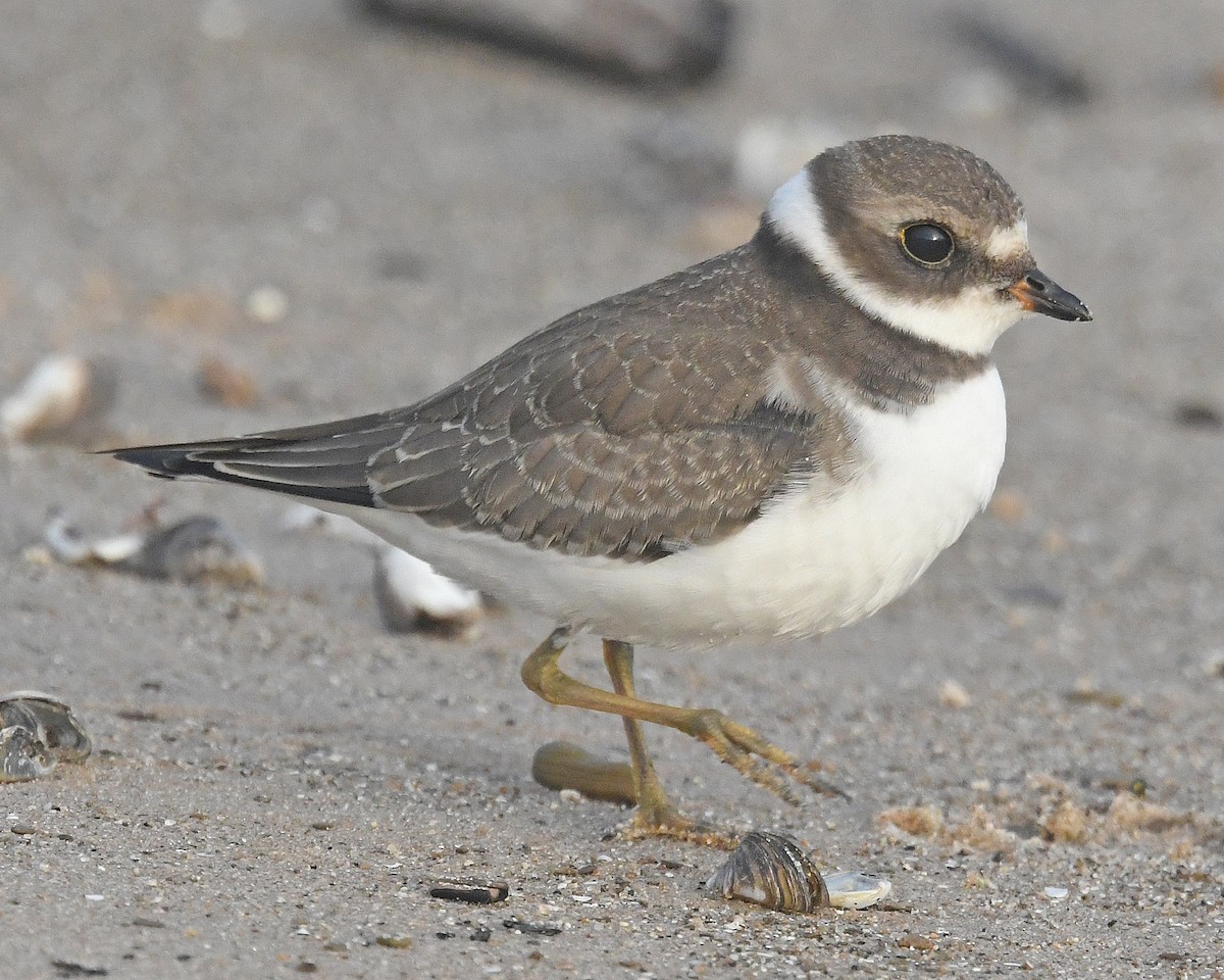 Semipalmated Plover - ML623726212