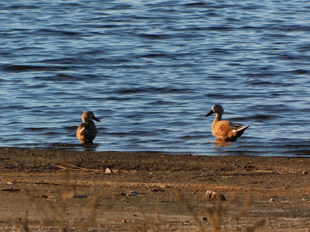 Red Shoveler - ML623726218