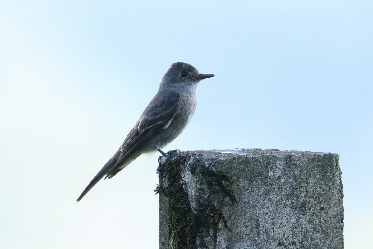 Western Wood-Pewee - ML623726223