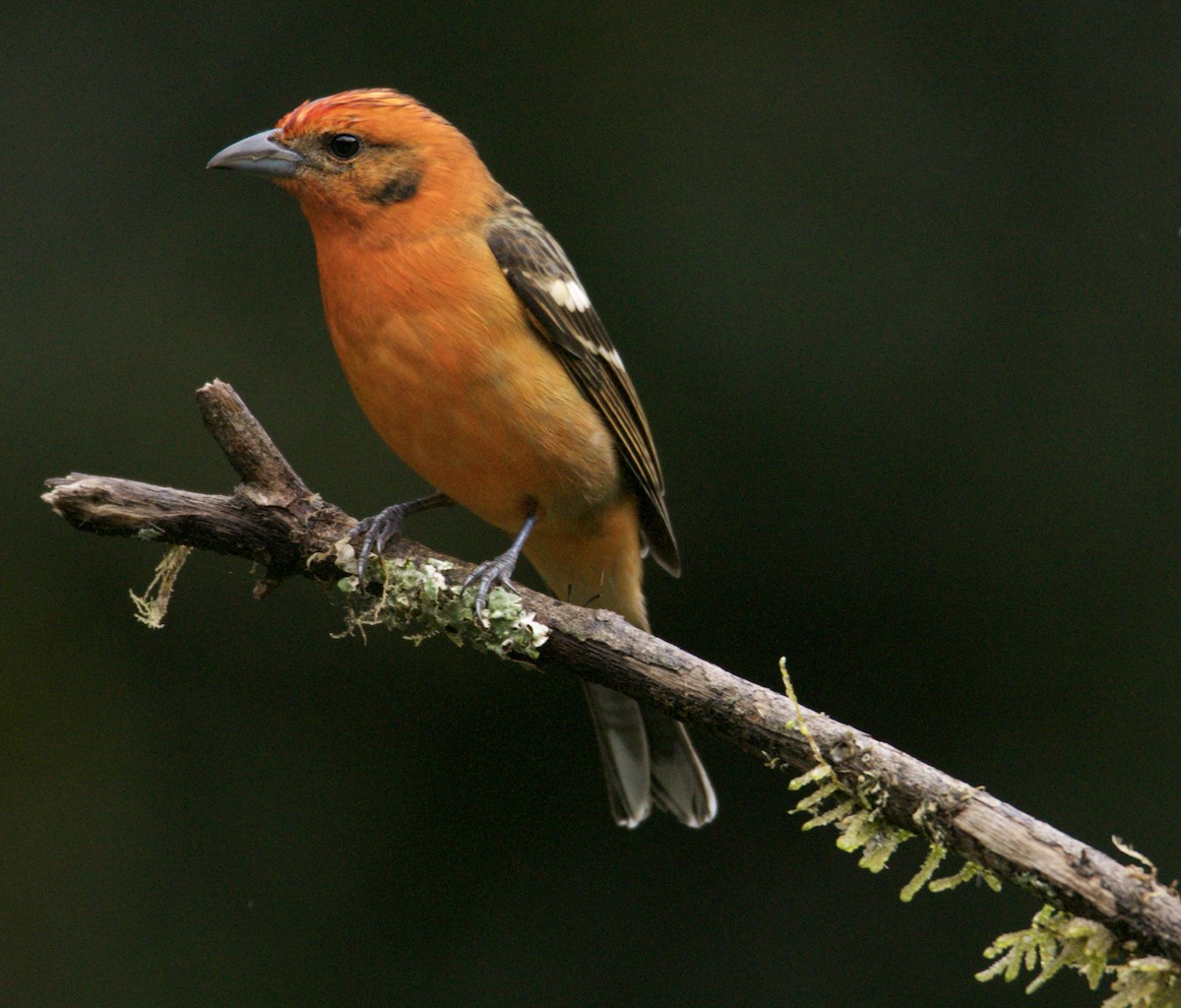 Flame-colored Tanager - ML623726270