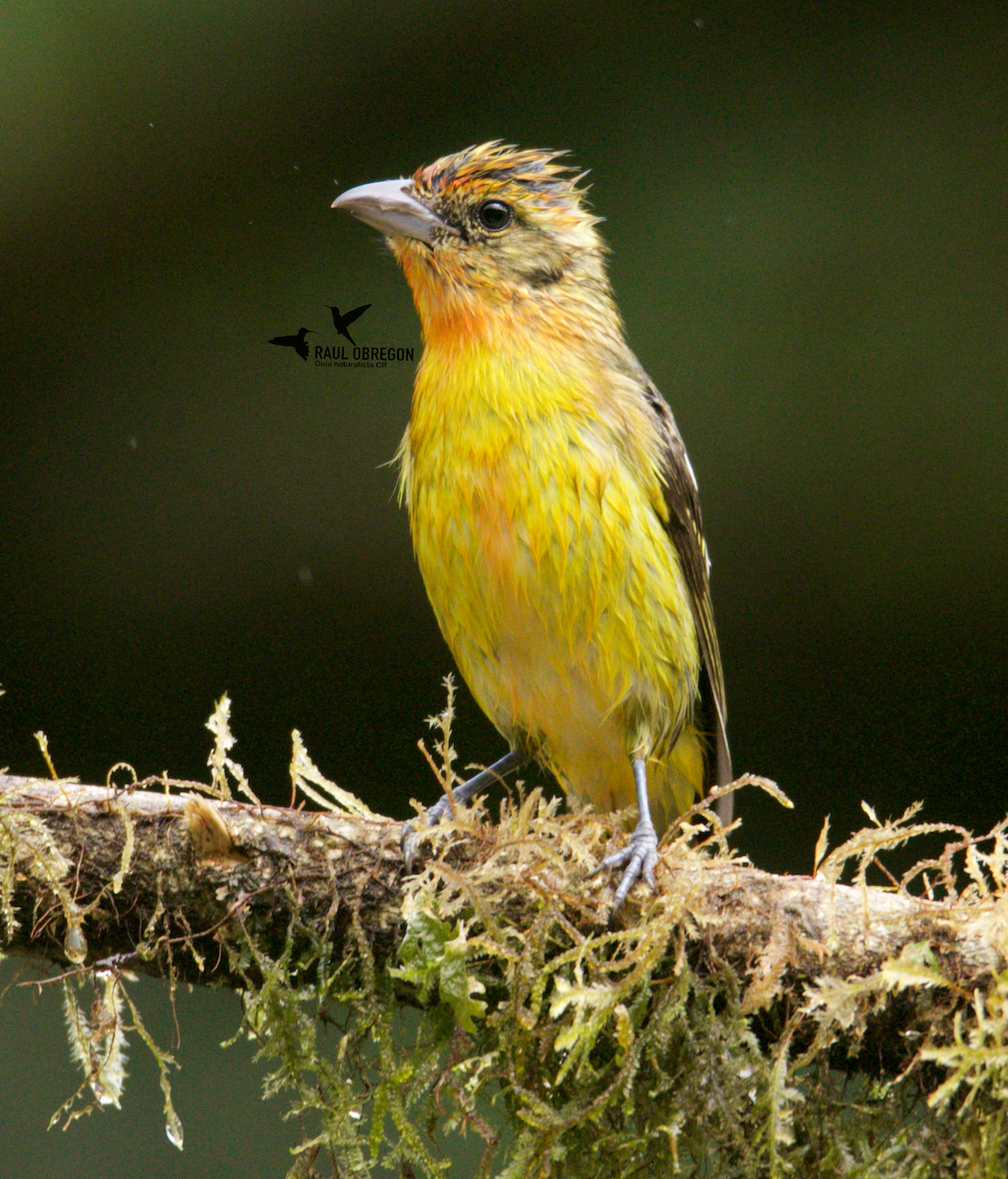 Flame-colored Tanager - ML623726274