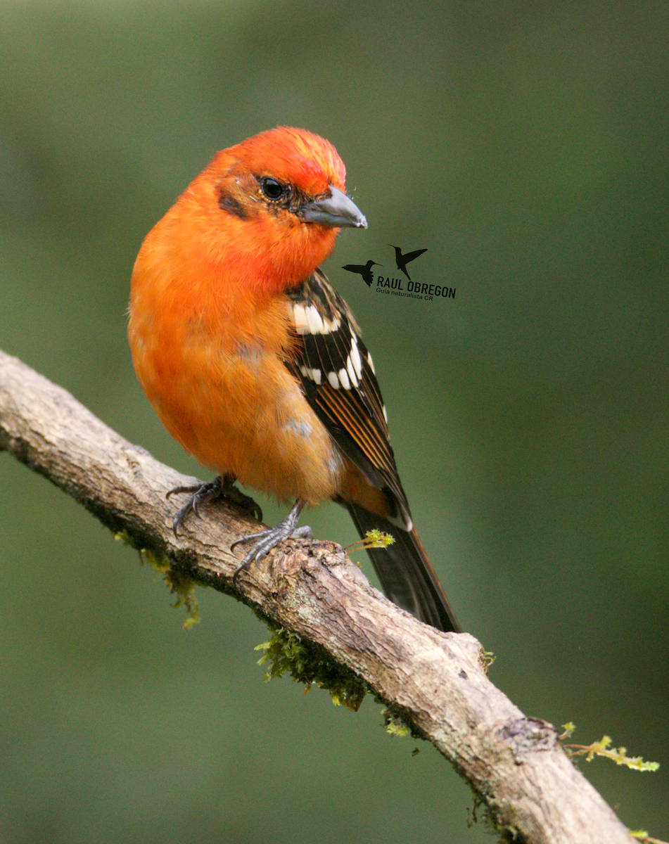 Flame-colored Tanager - ML623726275