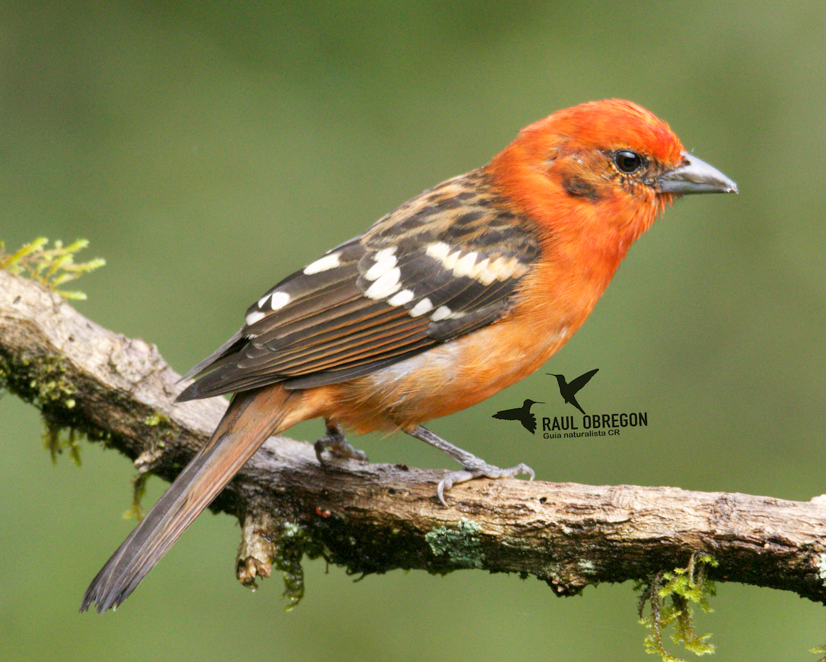 Flame-colored Tanager - ML623726276