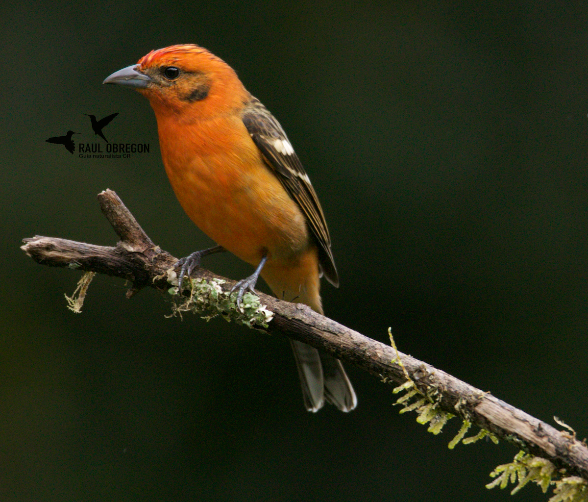 Flame-colored Tanager - ML623726278