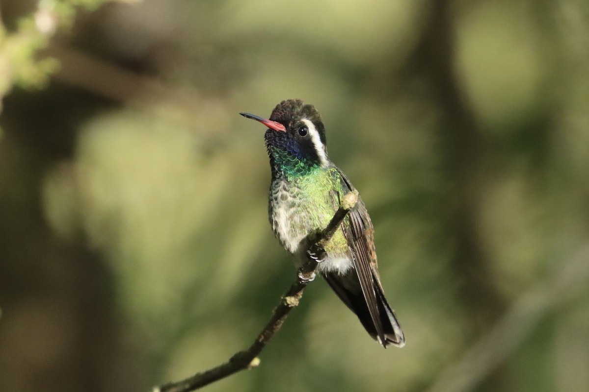 White-eared Hummingbird - ML623726300