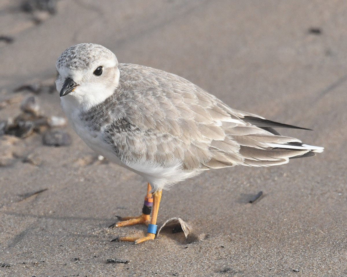 Piping Plover - ML623726302