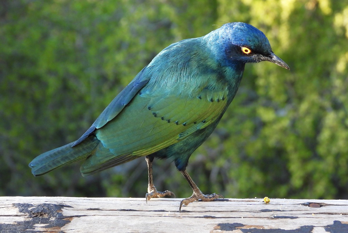 Cape Starling - Douglas Long