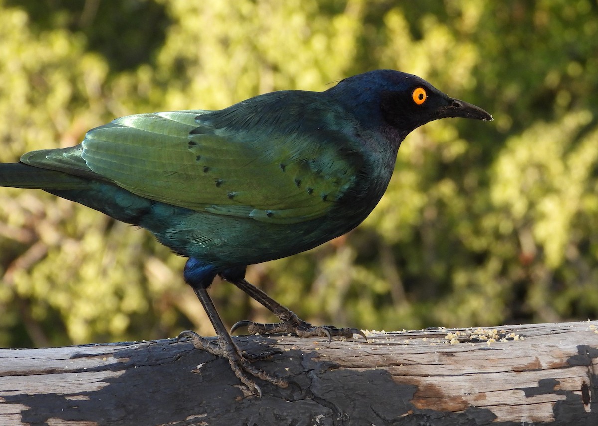 Cape Starling - Douglas Long