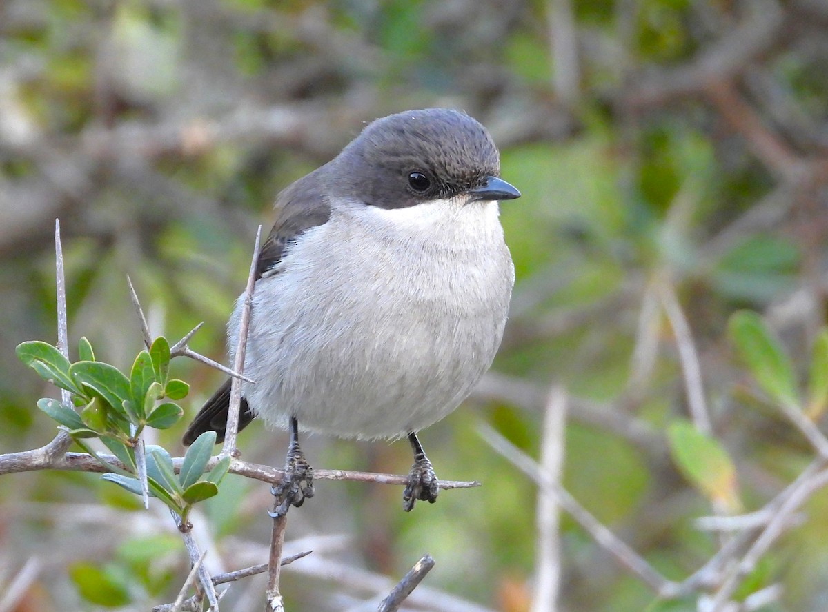 Fiscal Flycatcher - ML623726317