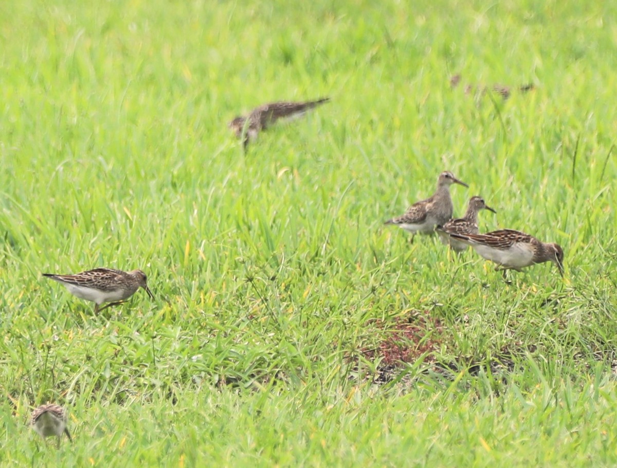 Pectoral Sandpiper - ML623726318