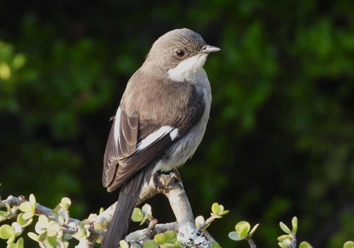 Fiscal Flycatcher - ML623726329