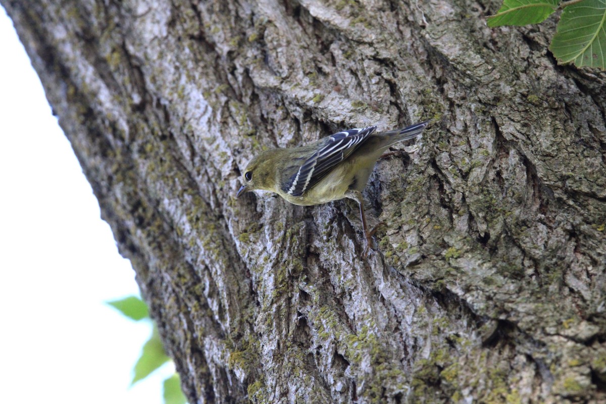 Bay-breasted Warbler - ML623726356