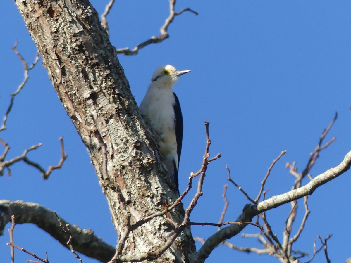 White Woodpecker - ML623726357