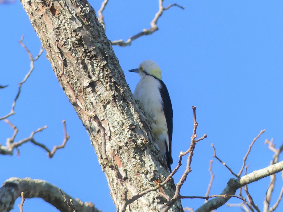 White Woodpecker - Stephen Mitten